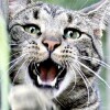 milchar: (kater)
