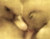 majestic_duxk: (Default)