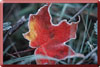 firstfrost: (Default)