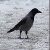 ghoti_mhic_uait: (Hooded crow)