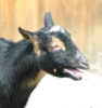 terribleturnip: (Goat)
