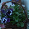 ml_griffonnage: (garden)
