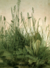 grassa_green: (grass)
