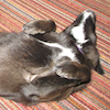 jesse_the_k: My black mutt totally blissed out, on her back, paws folded (BELLA on back)