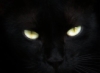 brunheiffer: cat (cat)