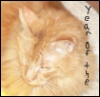 redrikki: Orange cat, year of the cat (cats, erskin, year of the cat)