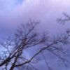 argentnoelle: purple tree (Default)