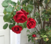 alchimie: (roses)