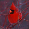 sheron: red cardinal (03 red cardinal)