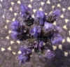 kallianeira: (lavender)