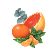 satsuma: a whole orange, a halved grapefruit, and two tangerine sections arranged into a still life (Default)