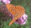 tinyjo: (fritilliary)