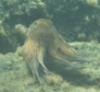 openidwouldwork: (Octo)