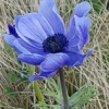 mrs_leroy_brown: (Simon Milligan)