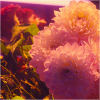 caramarie: Dahlias. (dahlias)