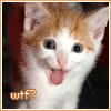 zellieh: kitten looking shocked, openmouthed, text: WTF? (What the fuck?) (Default)