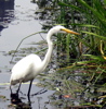egret: egret in Harlem Meer (Default)