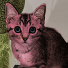 giveittoyoursister: (z - Kitty!)