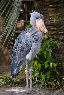 pangolin20: A picture of a shoebill. (Kerlois)