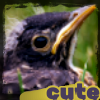 zenigotchas: (cuuuuute)