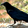 helborn: (I'M A BIRD)
