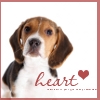 bluemeridian: (NF :: Beagle :: Heart)