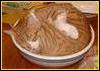 myschyf: (Cat inna bowl)