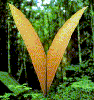 redbird: a butterfly, wings folded, resembling the letter V (leaf)