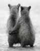briga_n_tina: (звери)