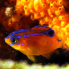 damselfish: photo by rling (damsel)