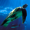 twistdfateangel: (sea turtle)