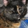 inquisitiveraven: Purza the cat (Purza)