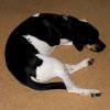 beowabbit: (Animals: Hamlet resting)
