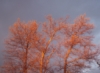 wrenweir: Picture of the sky and trees. (sky, tree)