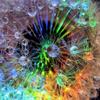 elrhiarhodan: (Flower - Rainbow Dandilion)