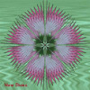 lferion: Art of pink gillyflower on green background (Default)