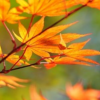 oohfoxylady: (maple)