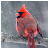 semielliptical: cardinal in snow (bird)