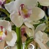 litsasecret: White orchids (flowers)