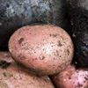 red_trillium: picture of 3 Red Rascal potatoes and purple Moari potatoes (Red Rascals & Urenika Potatoes)