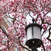 akinoame: (Lantern blossoms)