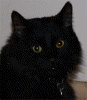 anysia: (Kittypix)