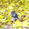 yourlibrarian: Squirrel eating a nut among yellow leaves (NAT-Squirrel Icon-yourlibrarian)