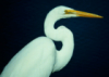 decemberthirty: (egret)