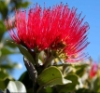 morbane: pohutukawa blossom and leaves (Default)